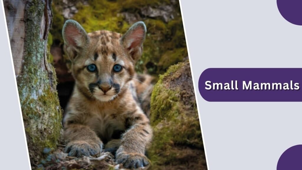 Small Mammals: Mice, Squirrels, Rabbits, Kittens, and Small Dogs
