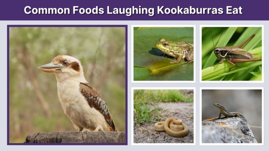 Common Foods Laughing Kookaburras Eat