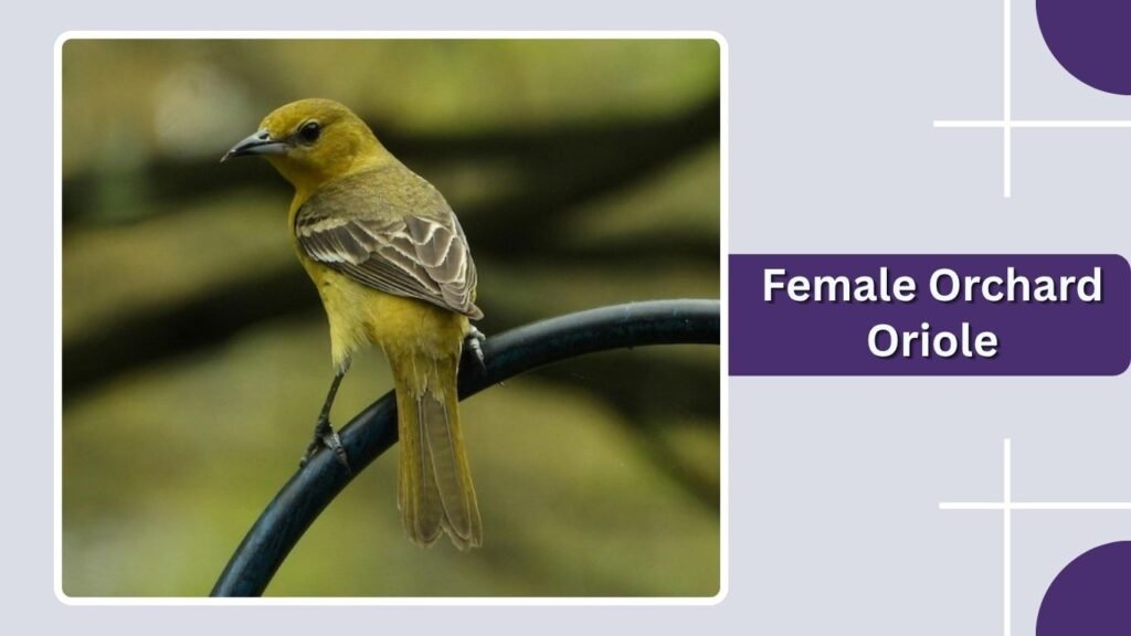 Female Orchard Oriole