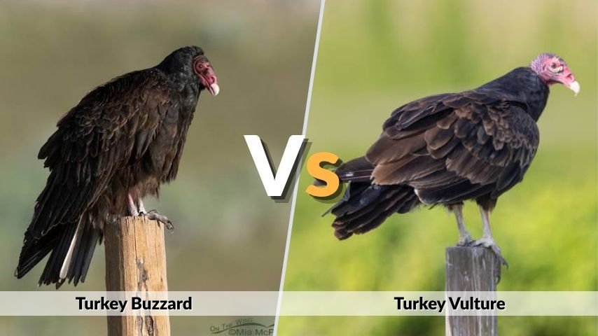 Turkey Buzzard vs Turkey Vulture