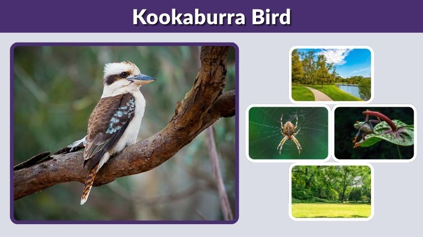 Kookaburra Bird: Facts, Sound, Habitat, and Diet