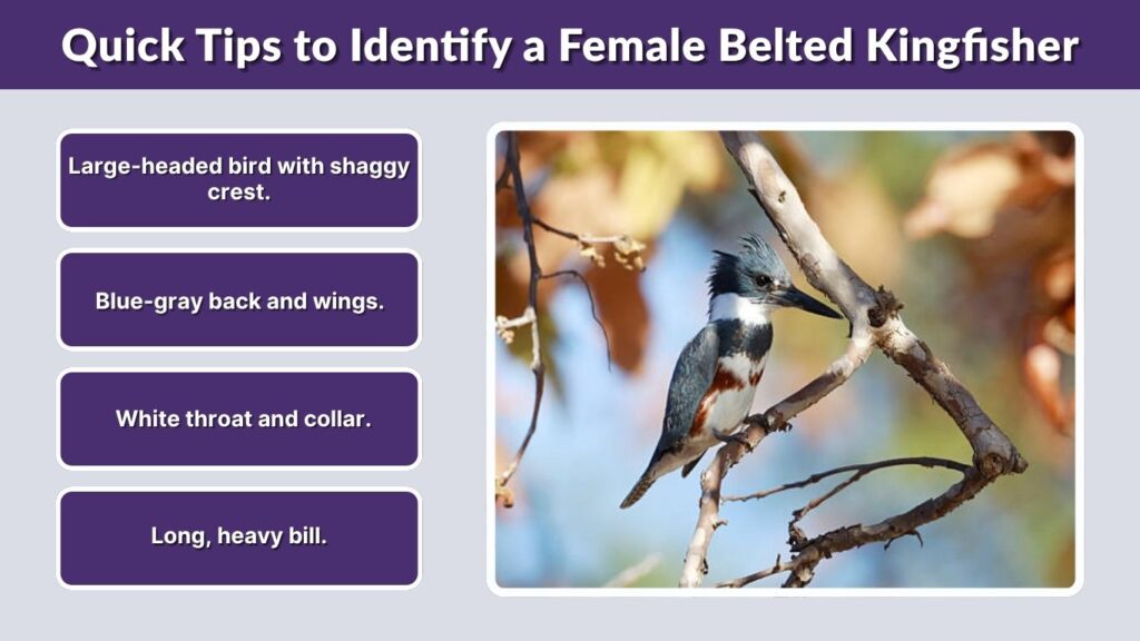 Quick Tips to Identify a Female Belted Kingfisher