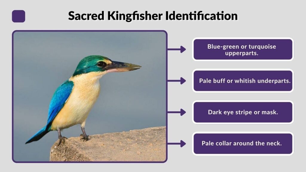 Sacred Kingfisher Identification