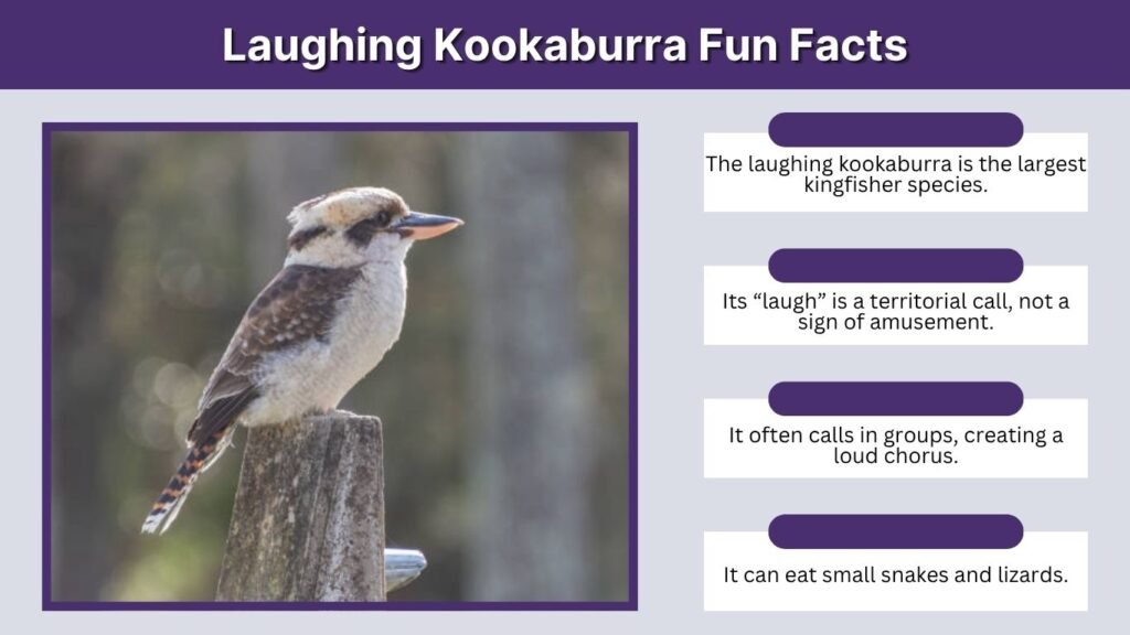 Laughing Kookaburra Fun Facts
