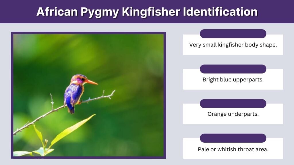 African Pygmy Kingfisher Identification