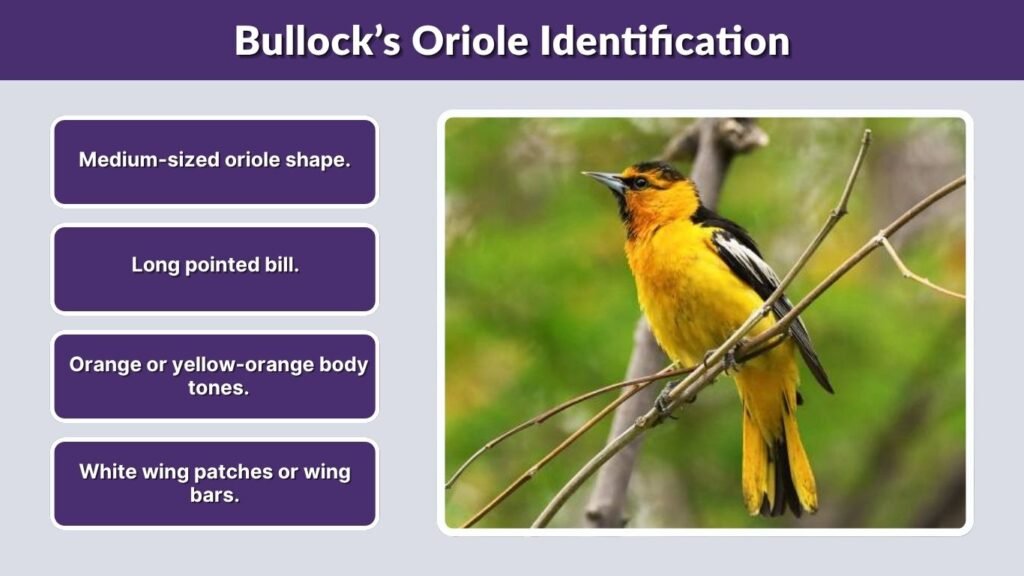 Bullock’s Oriole Identification