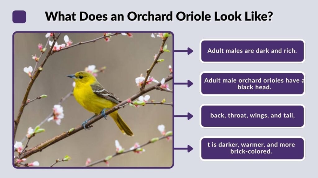 What Does an Orchard Oriole Look Like?