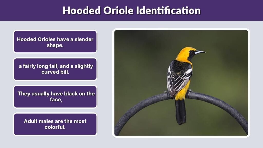 Hooded Oriole Identification