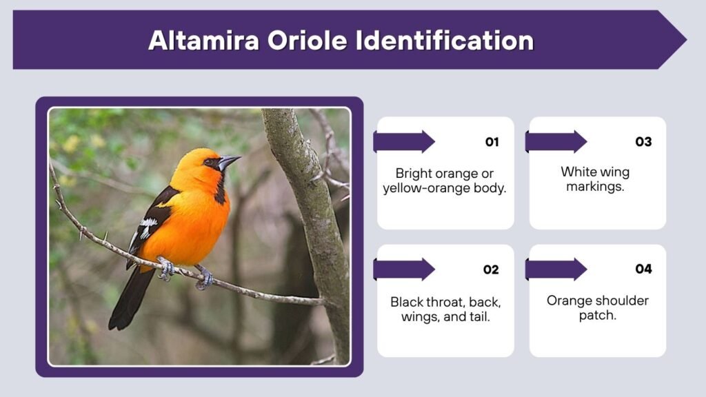 Altamira Oriole Identification