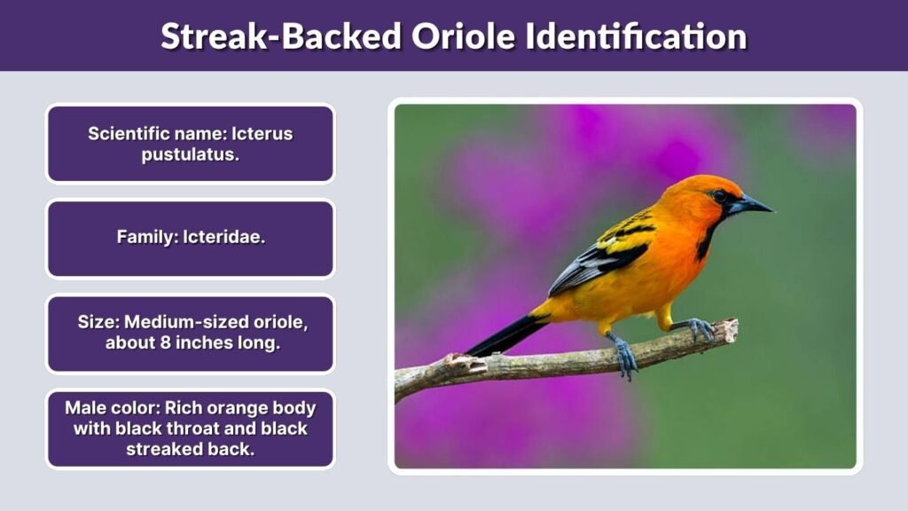 Streak-Backed Oriole Identification