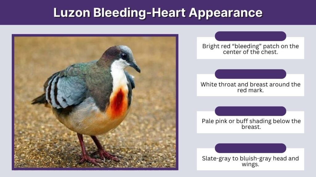 Luzon Bleeding-Heart Appearance
