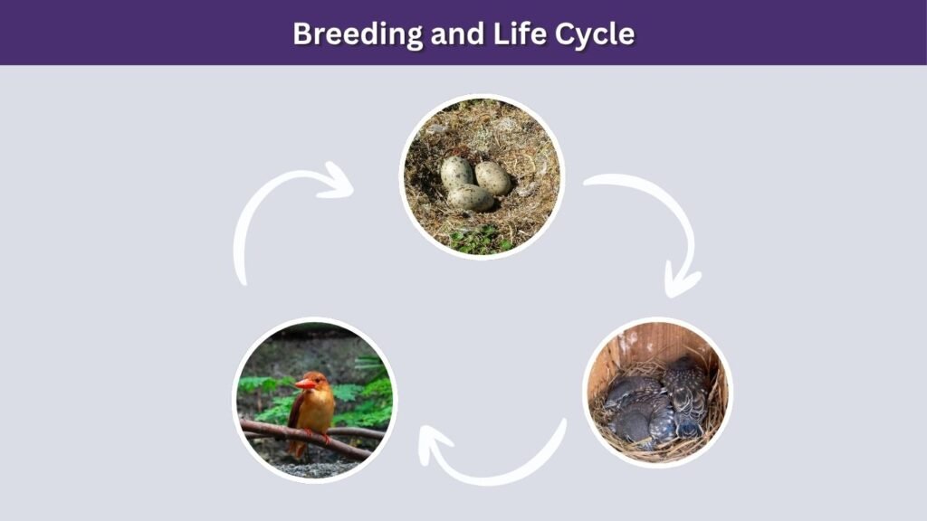 Breeding and Life Cycle