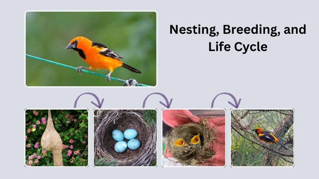 Nesting, Breeding, and Life Cycle