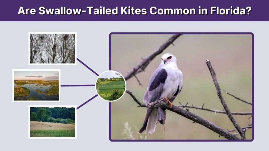Are Swallow-Tailed Kites Common in Florida?