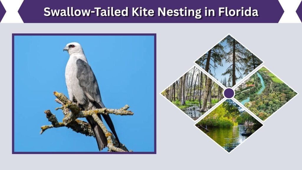 Swallow-Tailed Kite Nesting in Florida