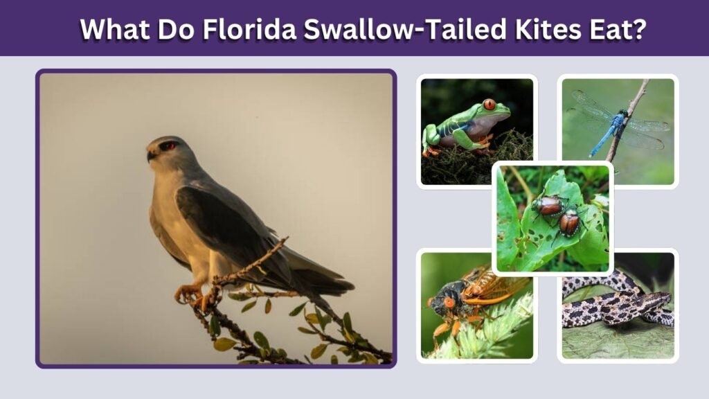 What Do Florida Swallow-Tailed Kites Eat?