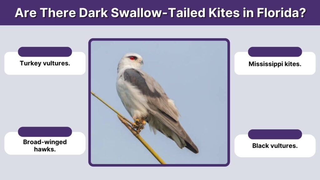 Are There Dark Swallow-Tailed Kites in Florida?