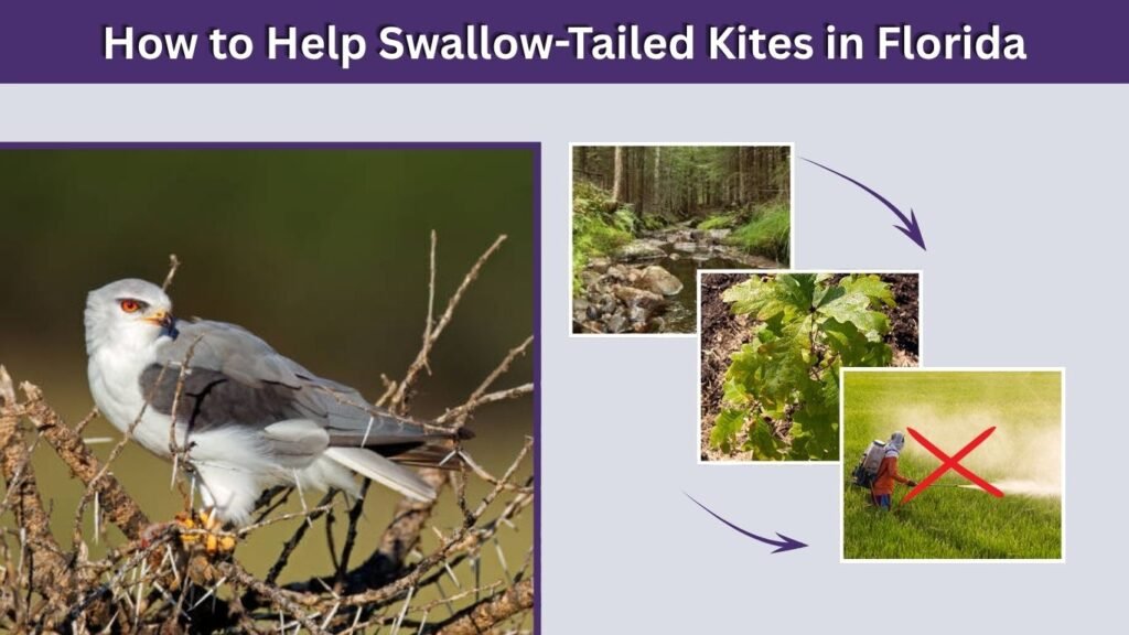 How to Help Swallow-Tailed Kites in Florida