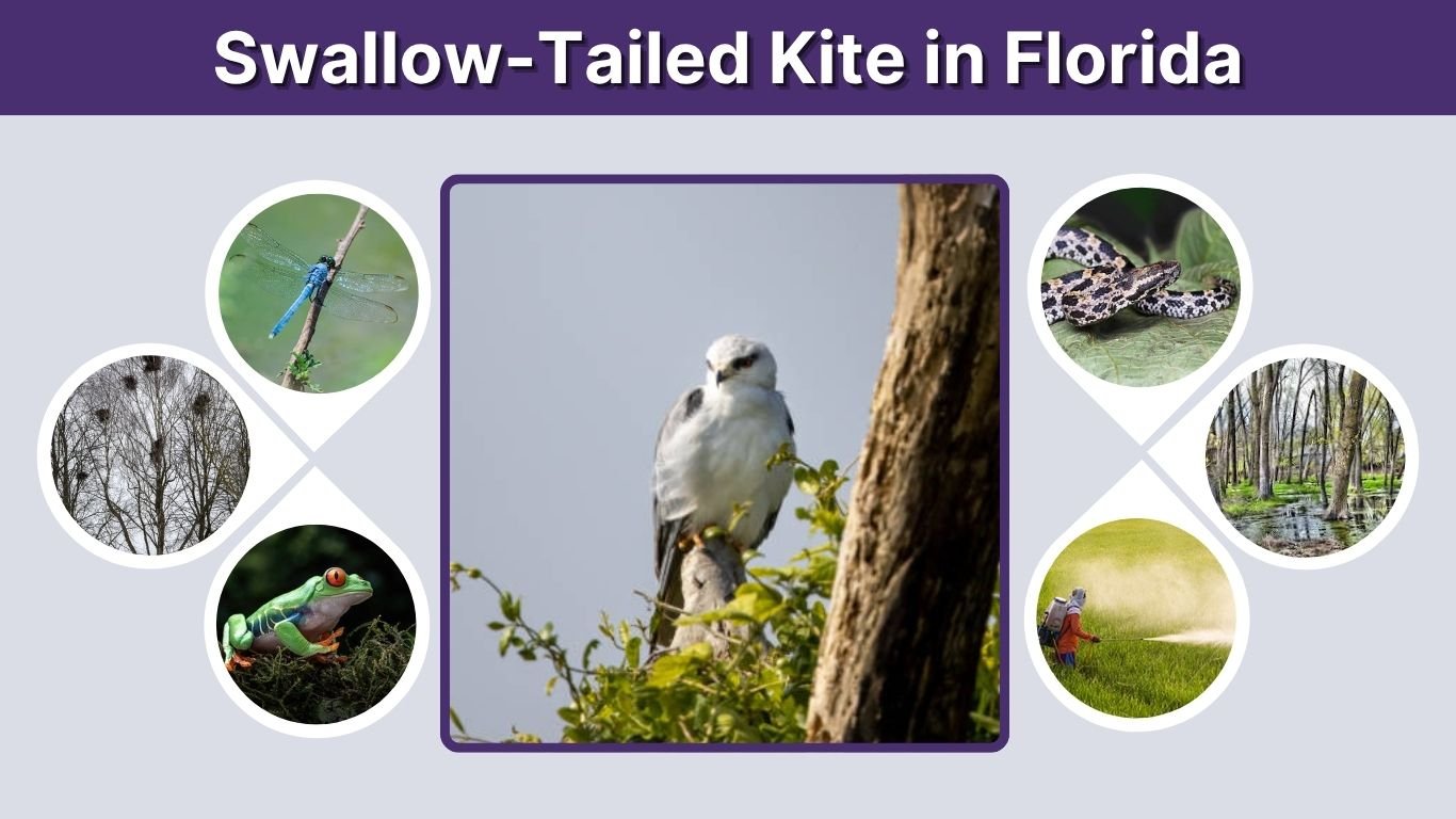 Swallow-Tailed Kite in Florida: Range, Nesting, and Migration