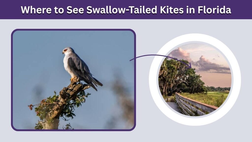 Where to See Swallow-Tailed Kites in Florida