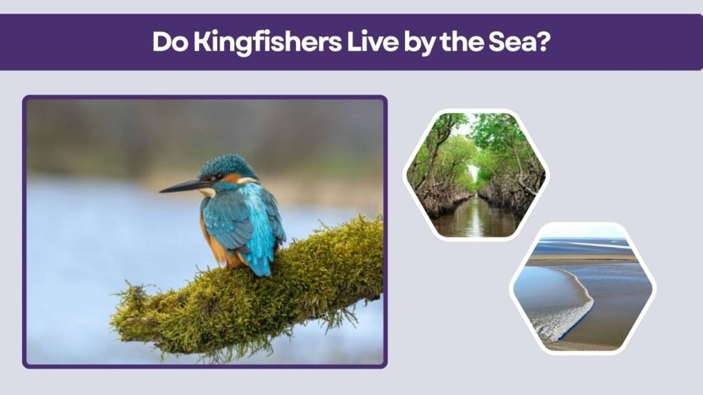 Do Kingfishers Live by the Sea?