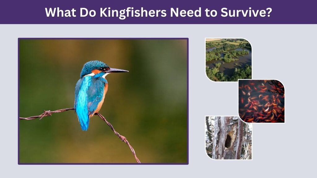 What Do Kingfishers Need to Survive?