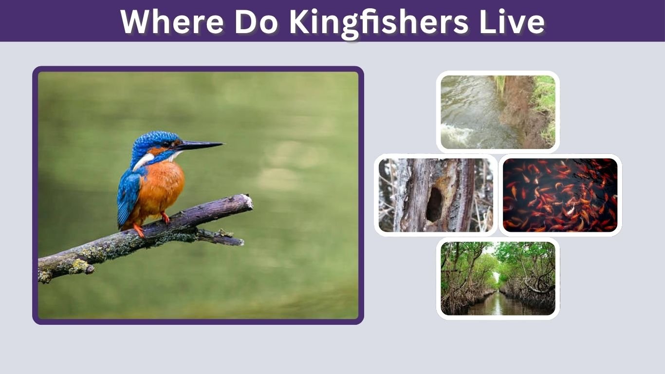 Where Do Kingfishers Live? Habitat, Range, and Nesting