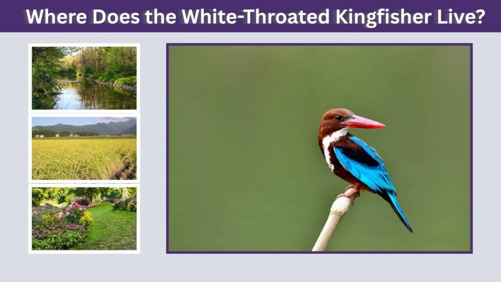 Where Does the White-Throated Kingfisher Live?