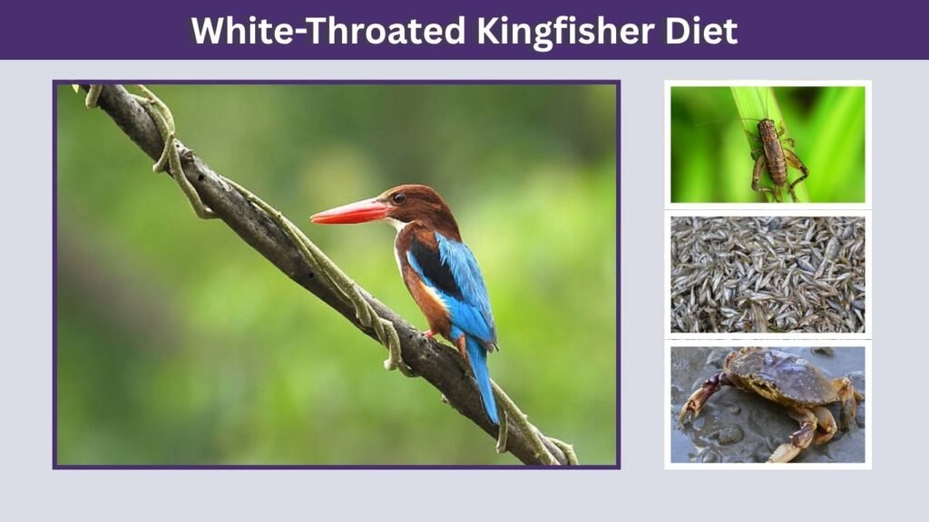 White-Throated Kingfisher Diet
