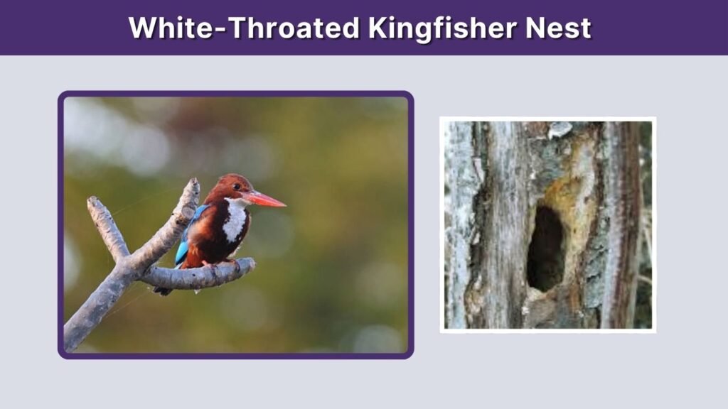 White-Throated Kingfisher Nest