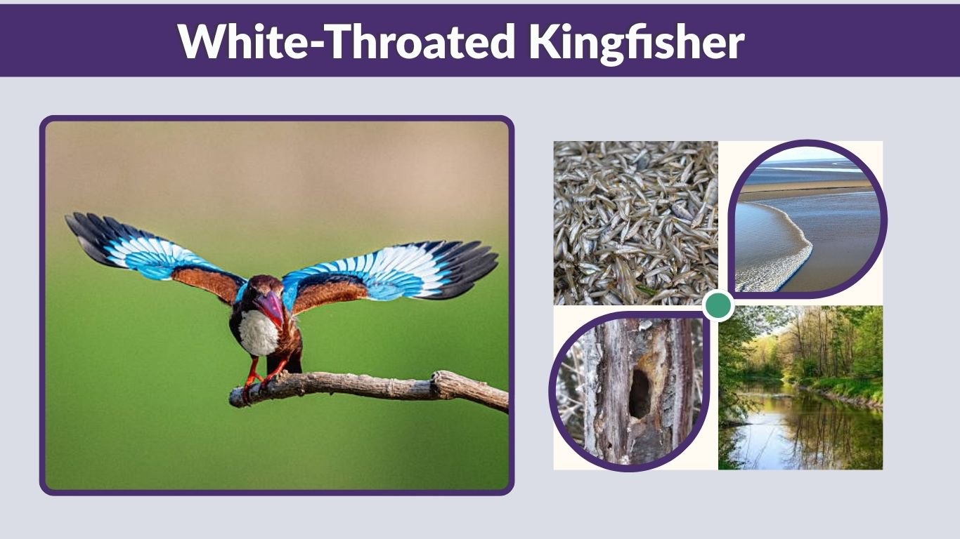 White-Throated Kingfisher: Habitat, Diet, Call, and Facts