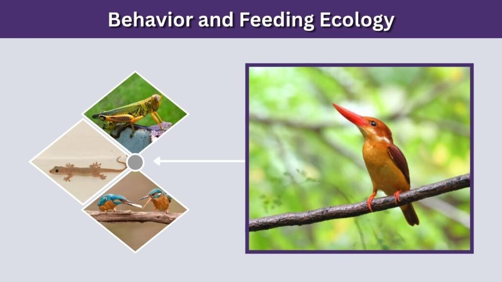 Behavior and Feeding Ecology