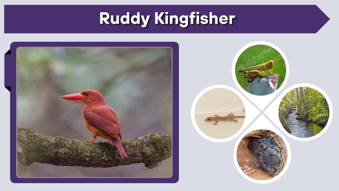 Ruddy Kingfisher: Habitat, Behavior & Complete Guide