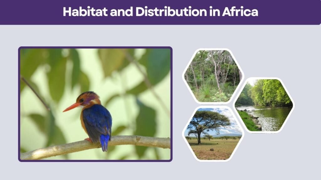Habitat and Distribution in Africa