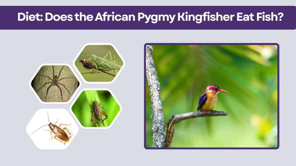 Diet: Does the African Pygmy Kingfisher Eat Fish?