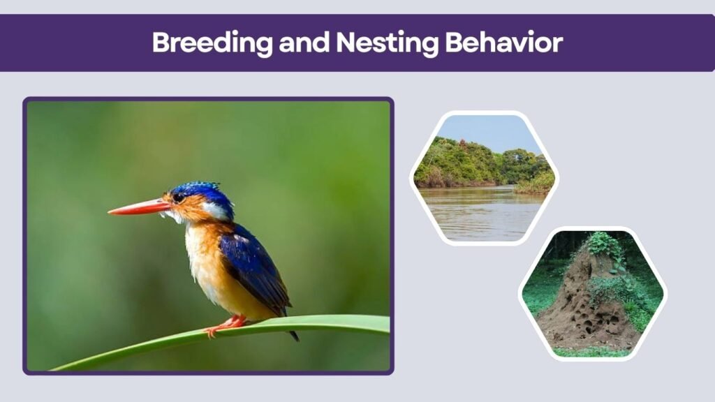 Breeding and Nesting Behavior