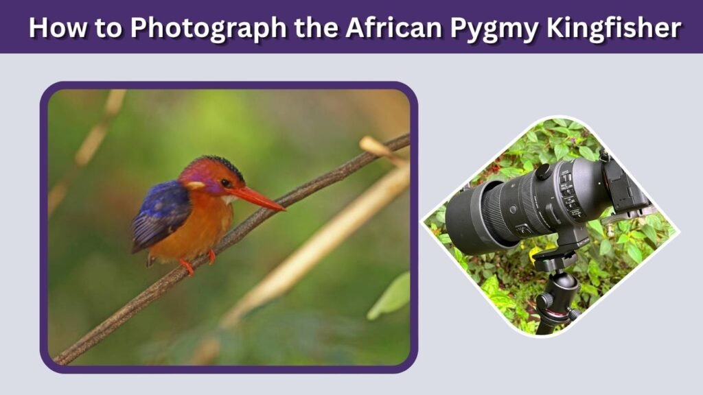 How to Photograph the African Pygmy Kingfisher