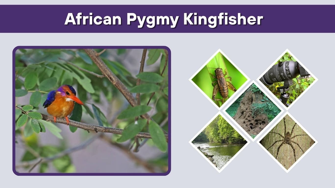 African Pygmy Kingfisher: Facts, Habitat, Call and South Africa Guide