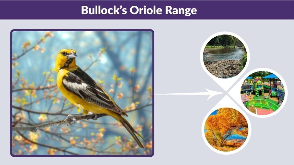 Bullock’s Oriole Range