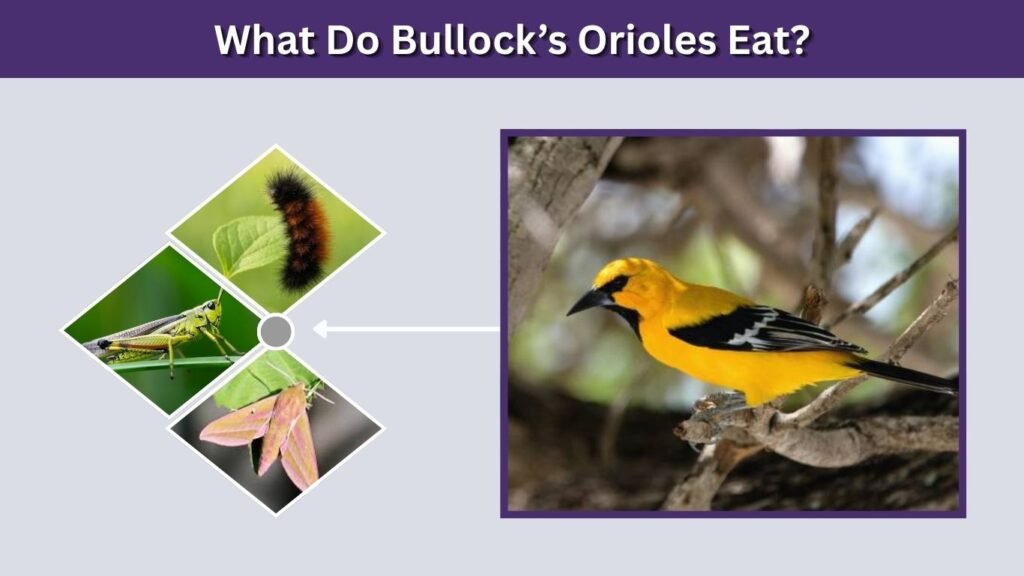 What Do Bullock’s Orioles Eat?