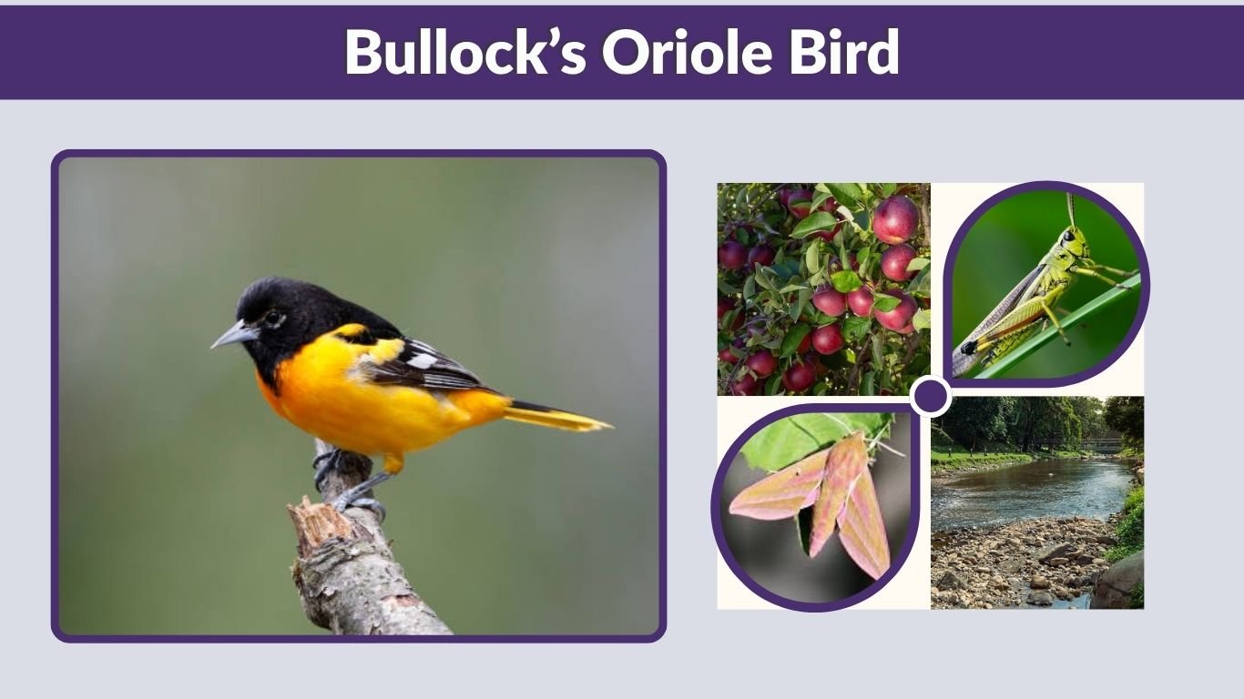 Bullock’s Oriole Bird: Identification, Song, Range, and Diet
