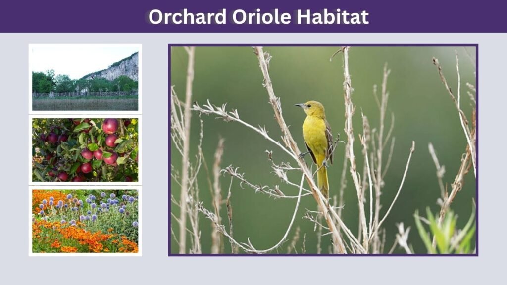 Orchard Oriole Habitat