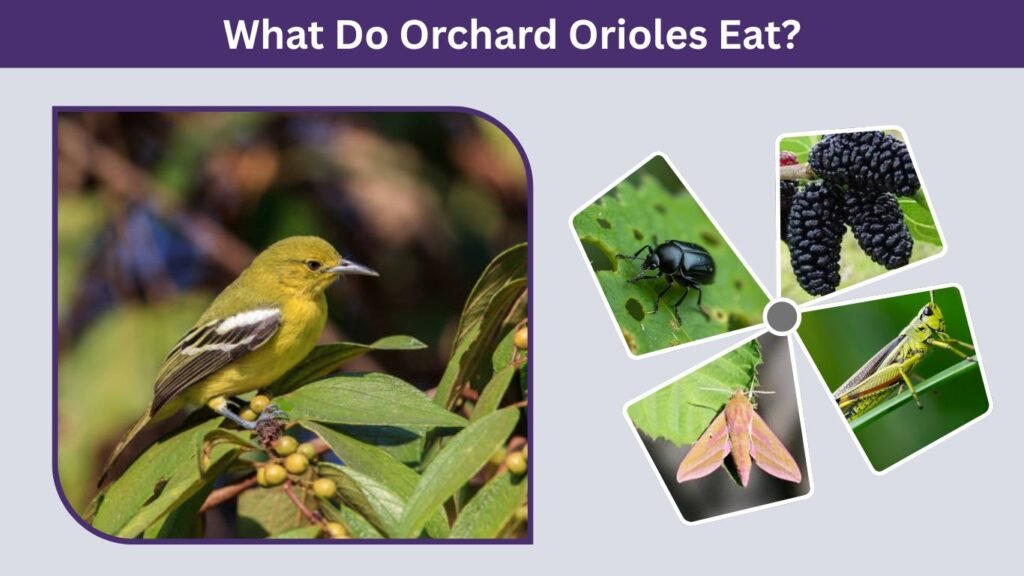 What Do Orchard Orioles Eat?