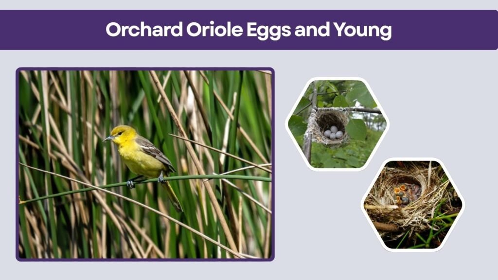 Orchard Oriole Eggs and Young