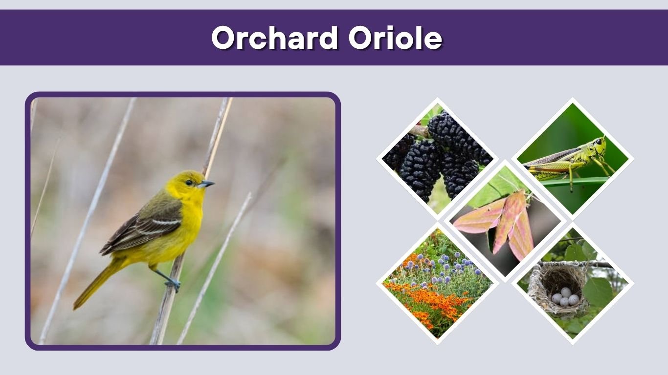 Orchard Oriole: Identification, Song, Nest, Diet, and Range