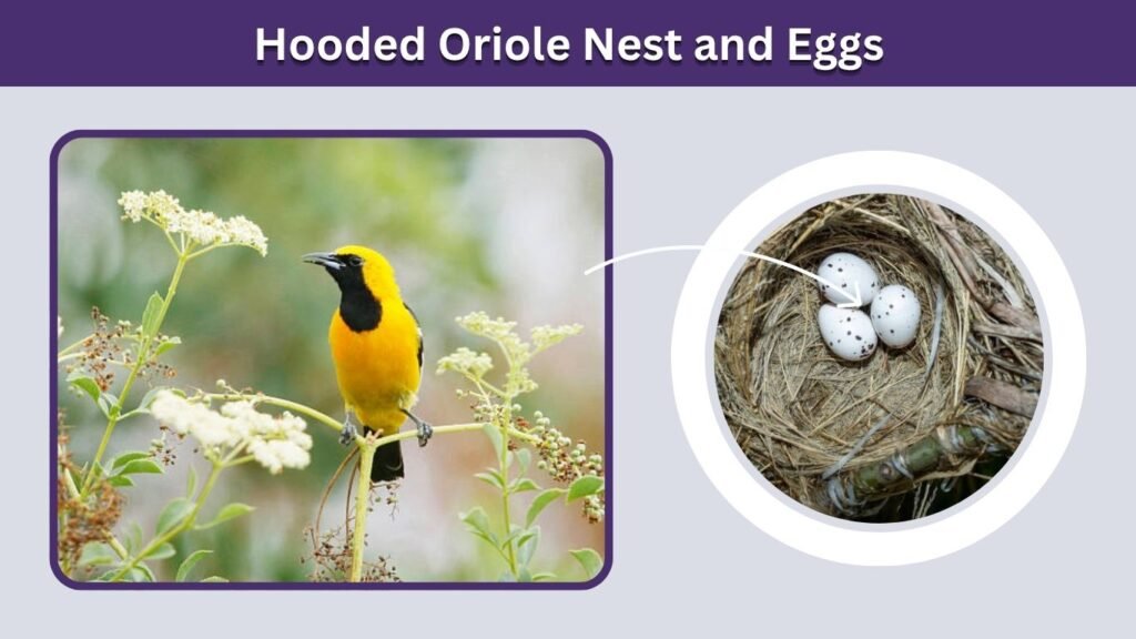 Hooded Oriole Nest and Eggs