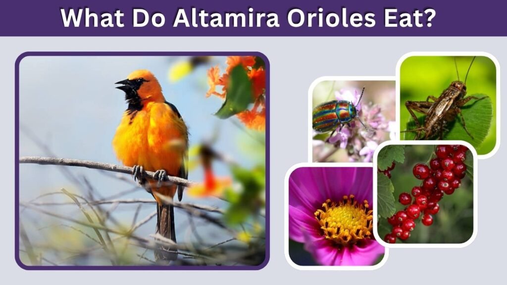 What Do Altamira Orioles Eat?