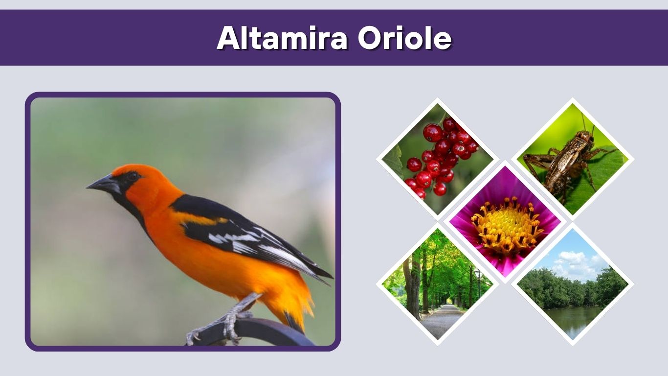 Altamira Oriole: Identification, Range, Nest, and Call