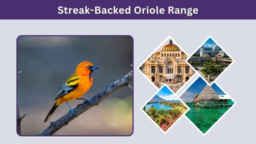 Streak-Backed Oriole Range