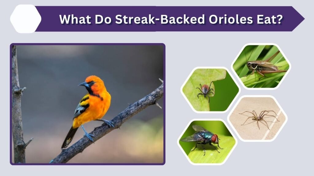 What Do Streak-Backed Orioles Eat?